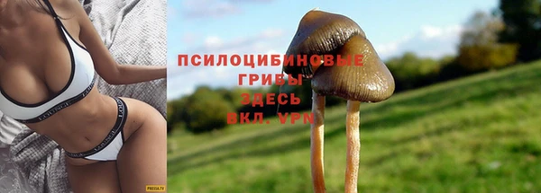 гашик Новозыбков
